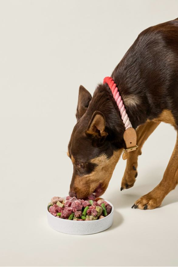 Dog eating raw dog food