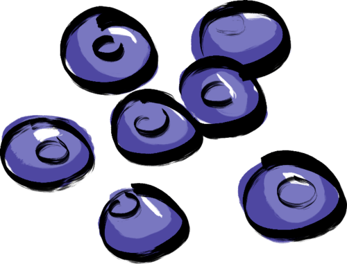 blueberries illustration