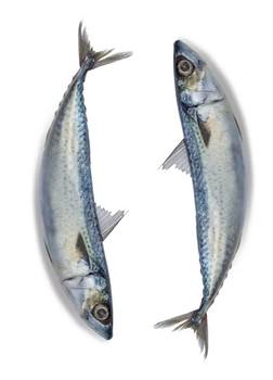 Mackerel in dog food