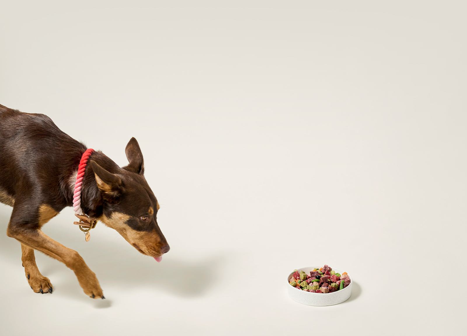 Dog approaching bowl of raw dog food