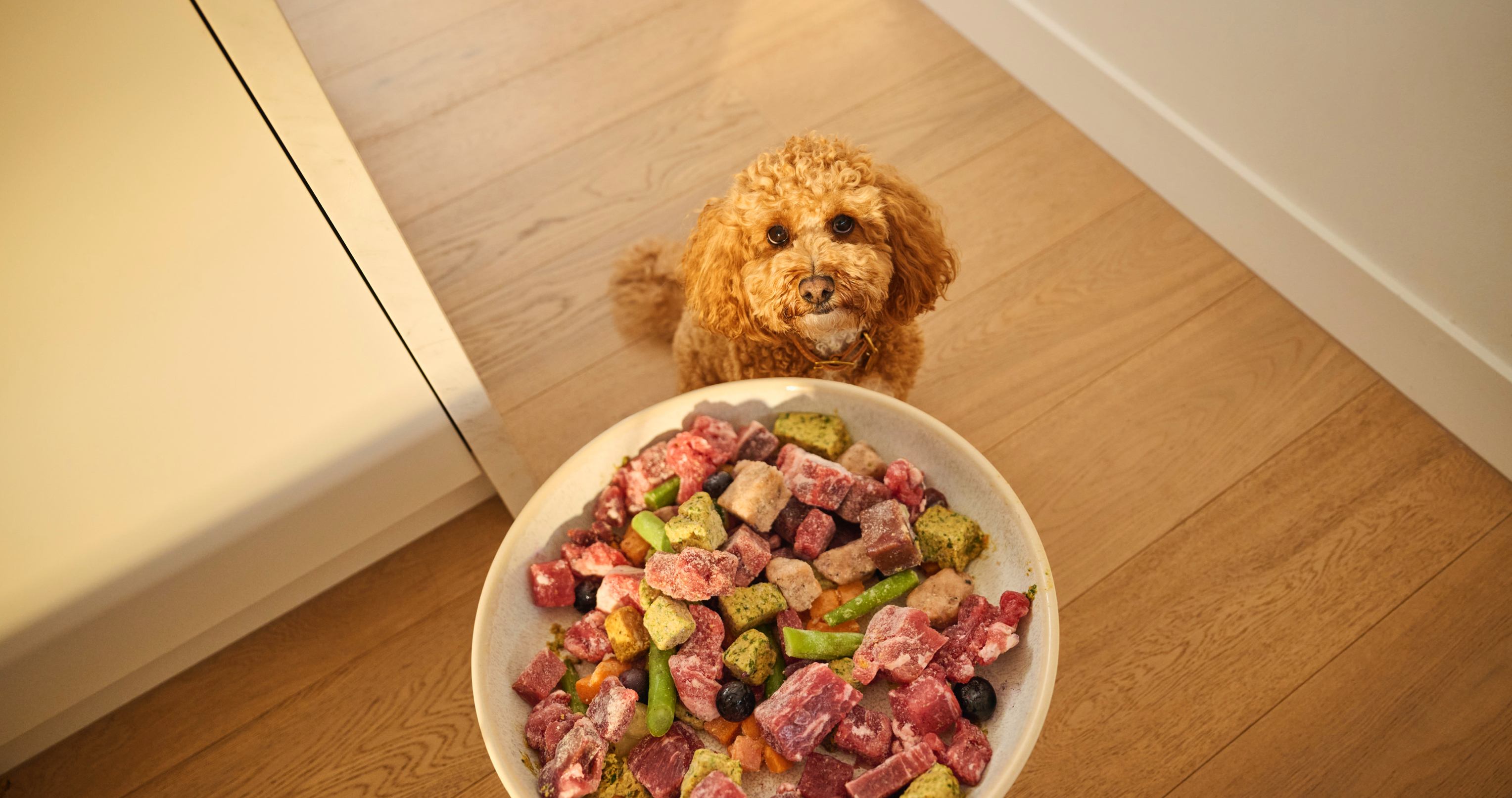 Dog eating raw dog food from bowl