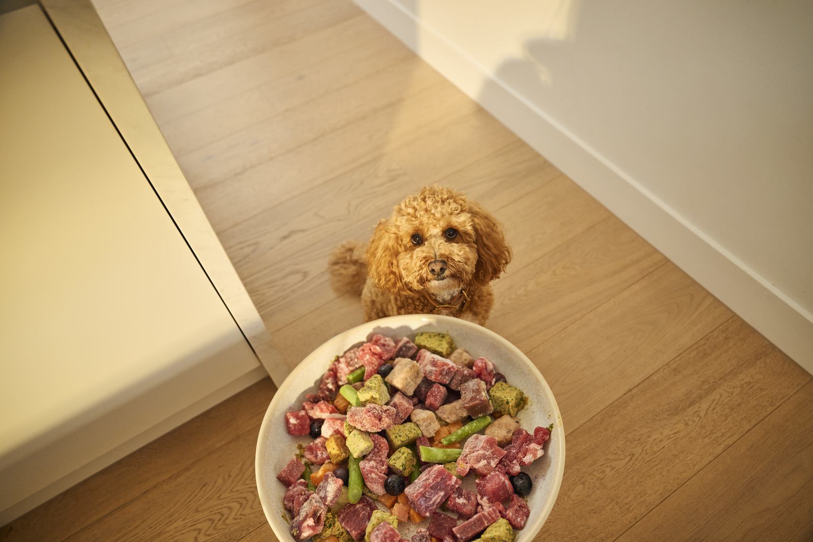 Cavoodle with food