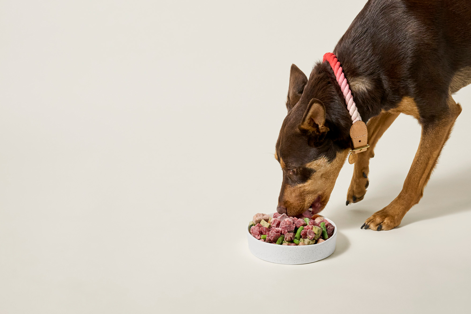 Kelpie eating dog food