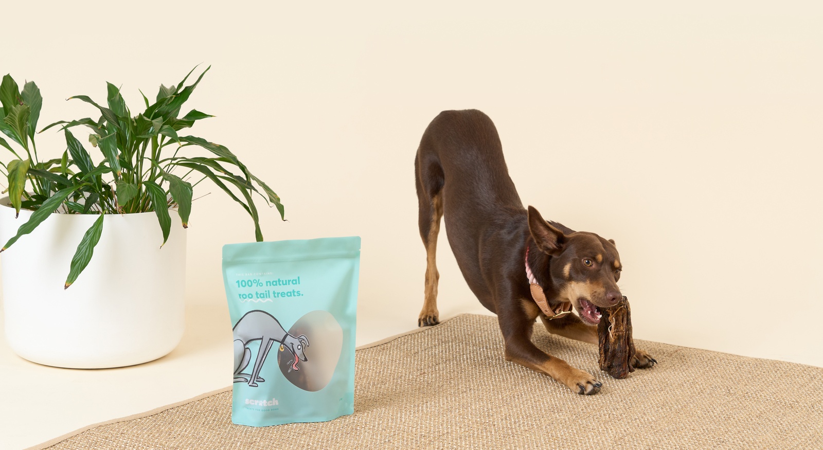 Dog eating roo tail