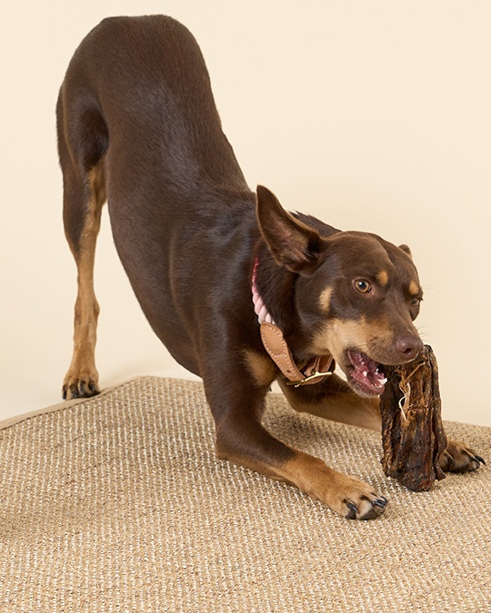 Kangaroo Tail treat