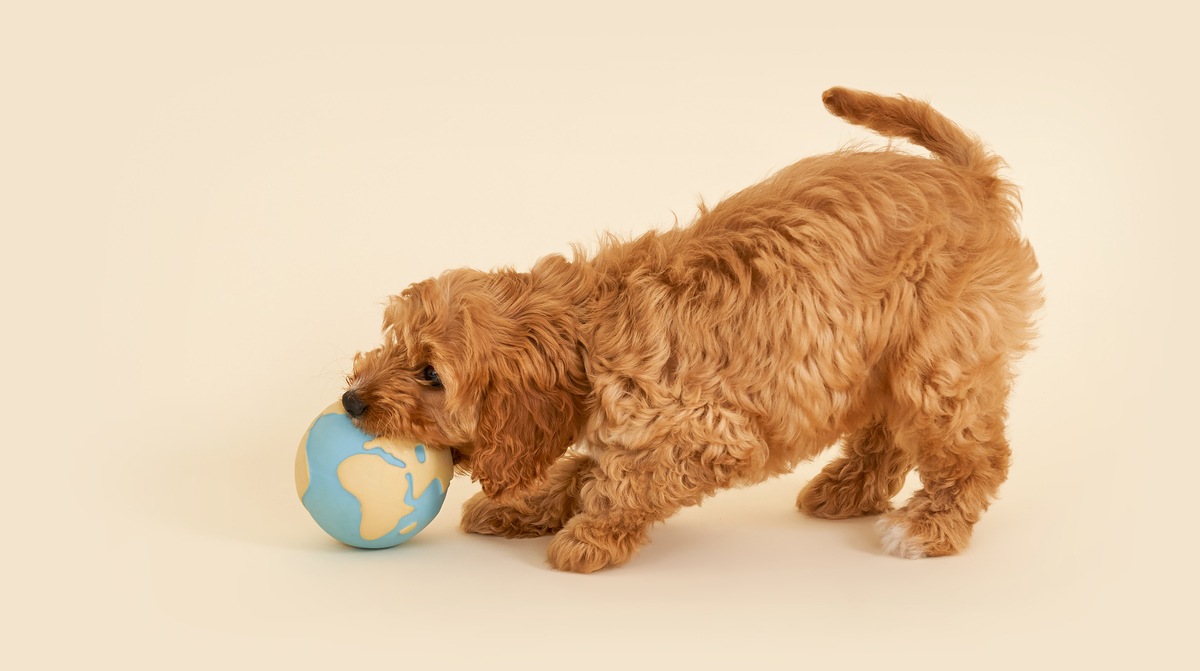Dog with impact toy
