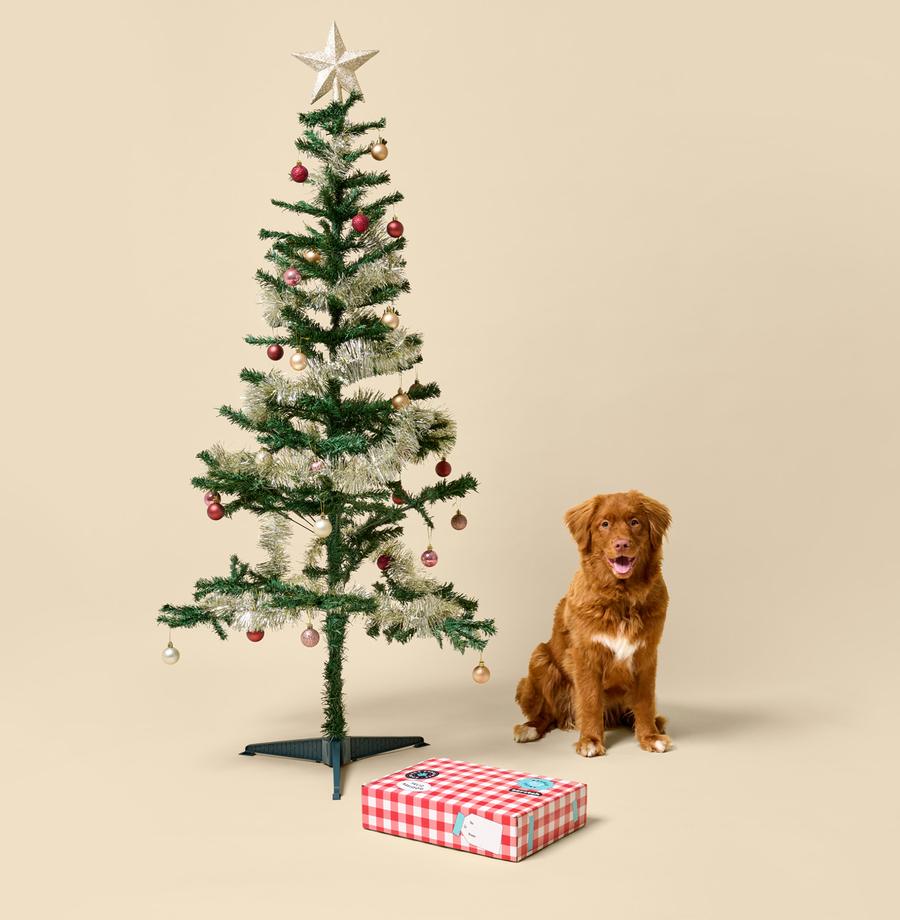 Dog christmas present