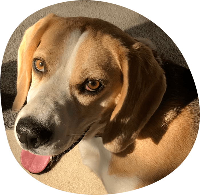 Beagle dog