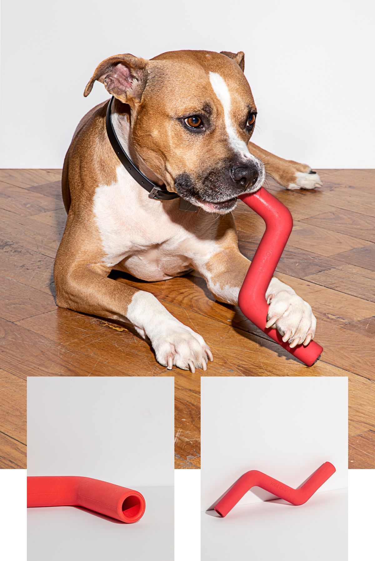 Dog Chew Toy