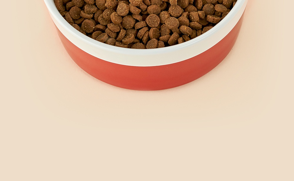 A bowl with kibble