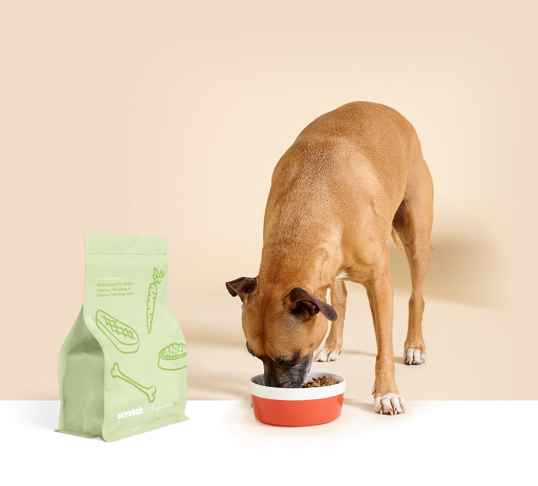 Adult dog eating dog food from a bowl