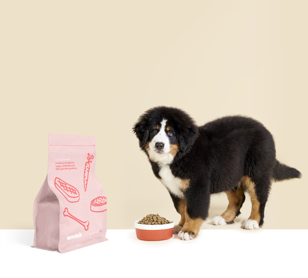 Bernese Mountain Dog puppy next to dog food