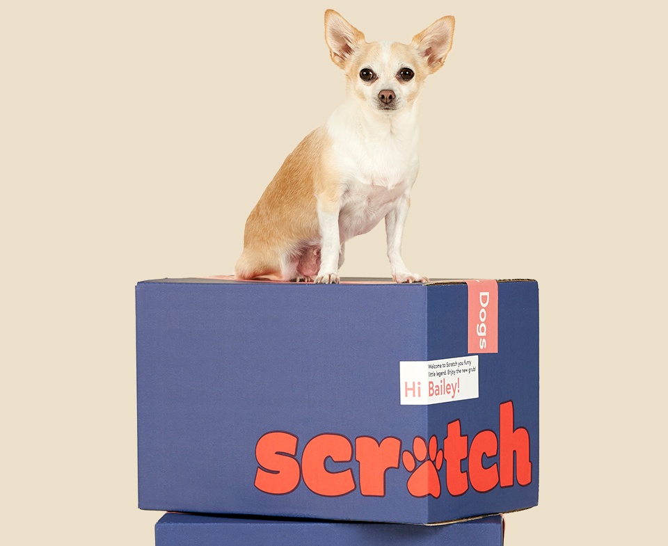 Chihuahua sitting on top of a Scratch dog food box