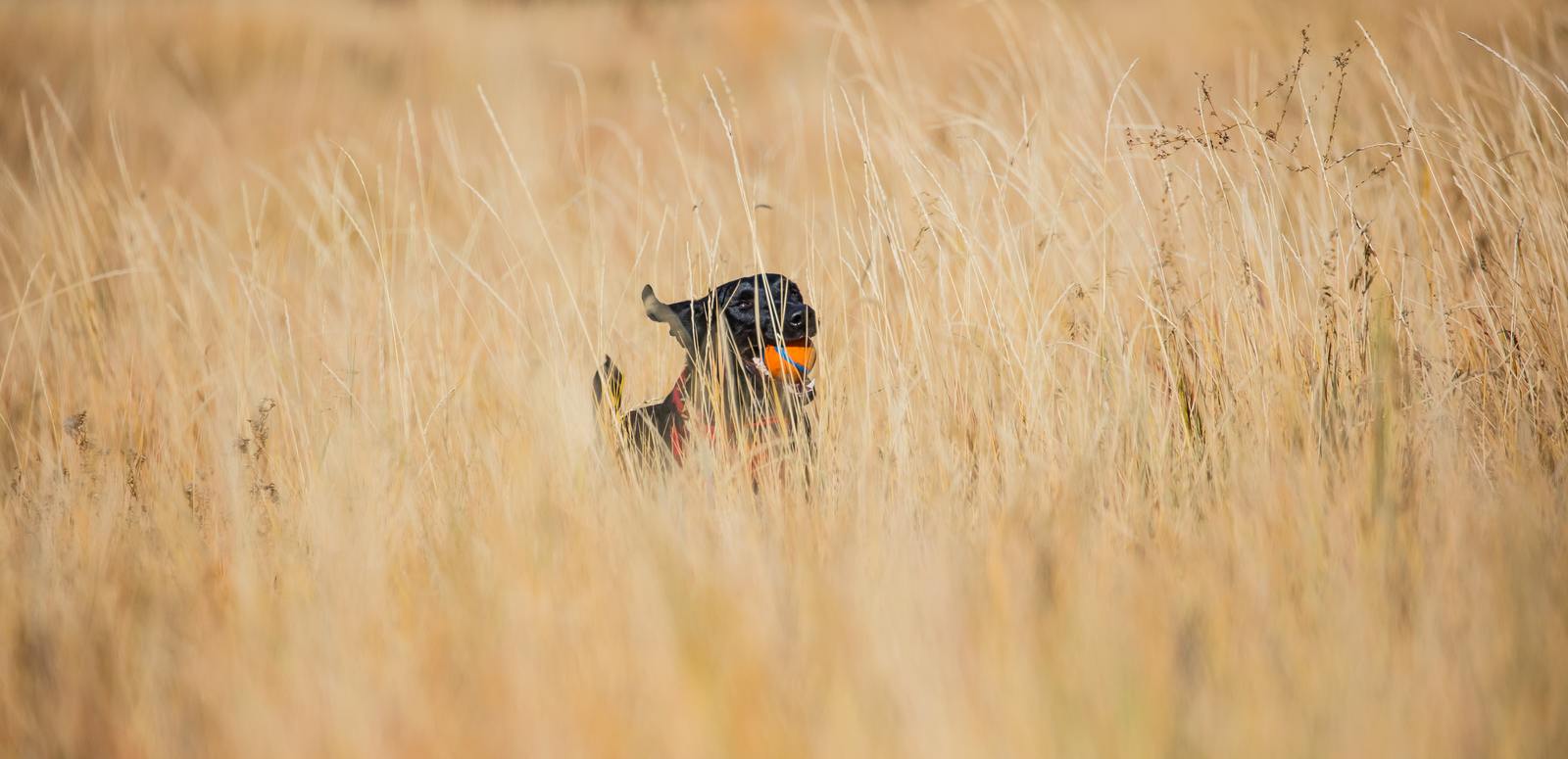 Is grain free dog food better?