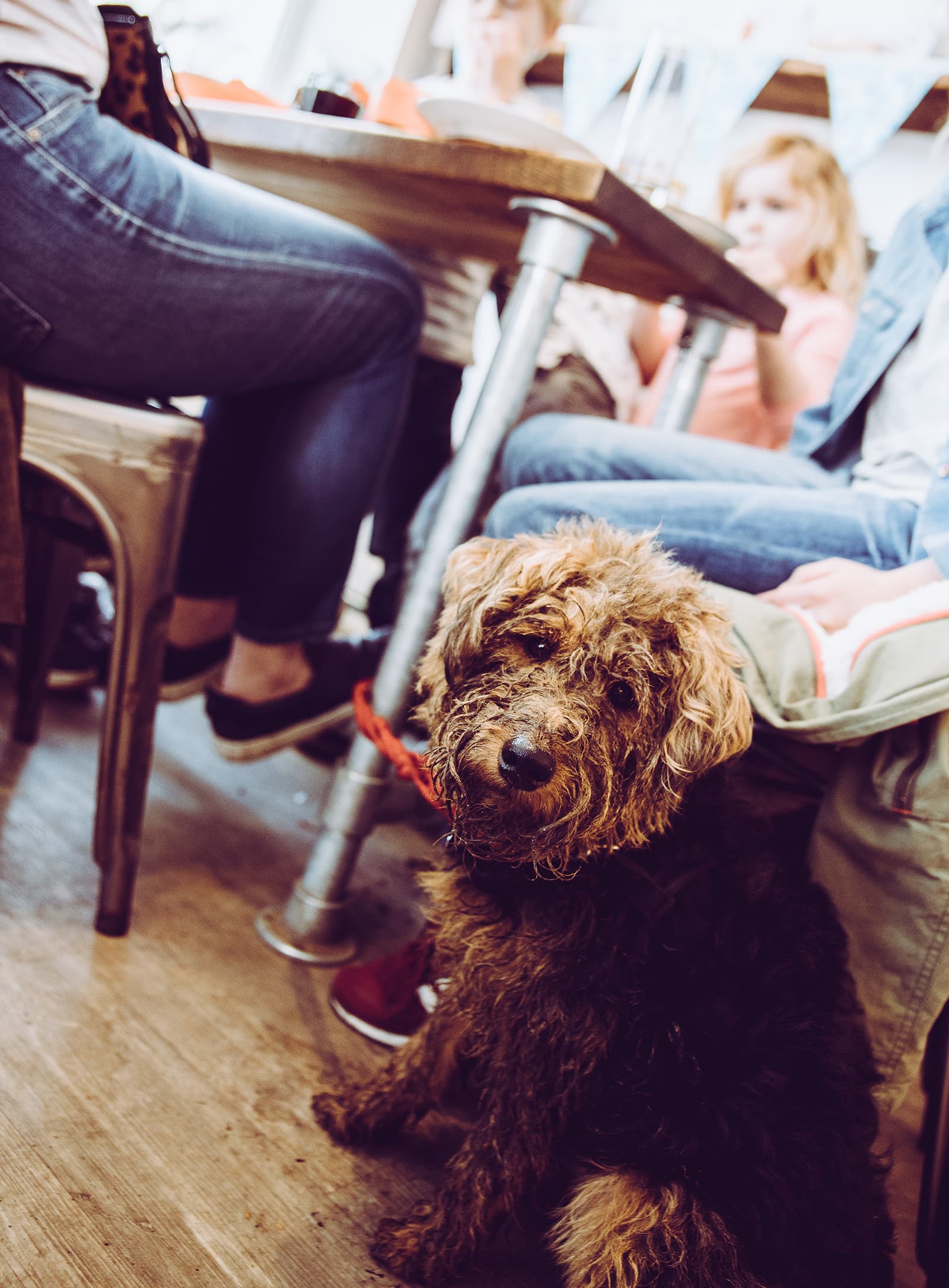 Beautiful Dog Coffee