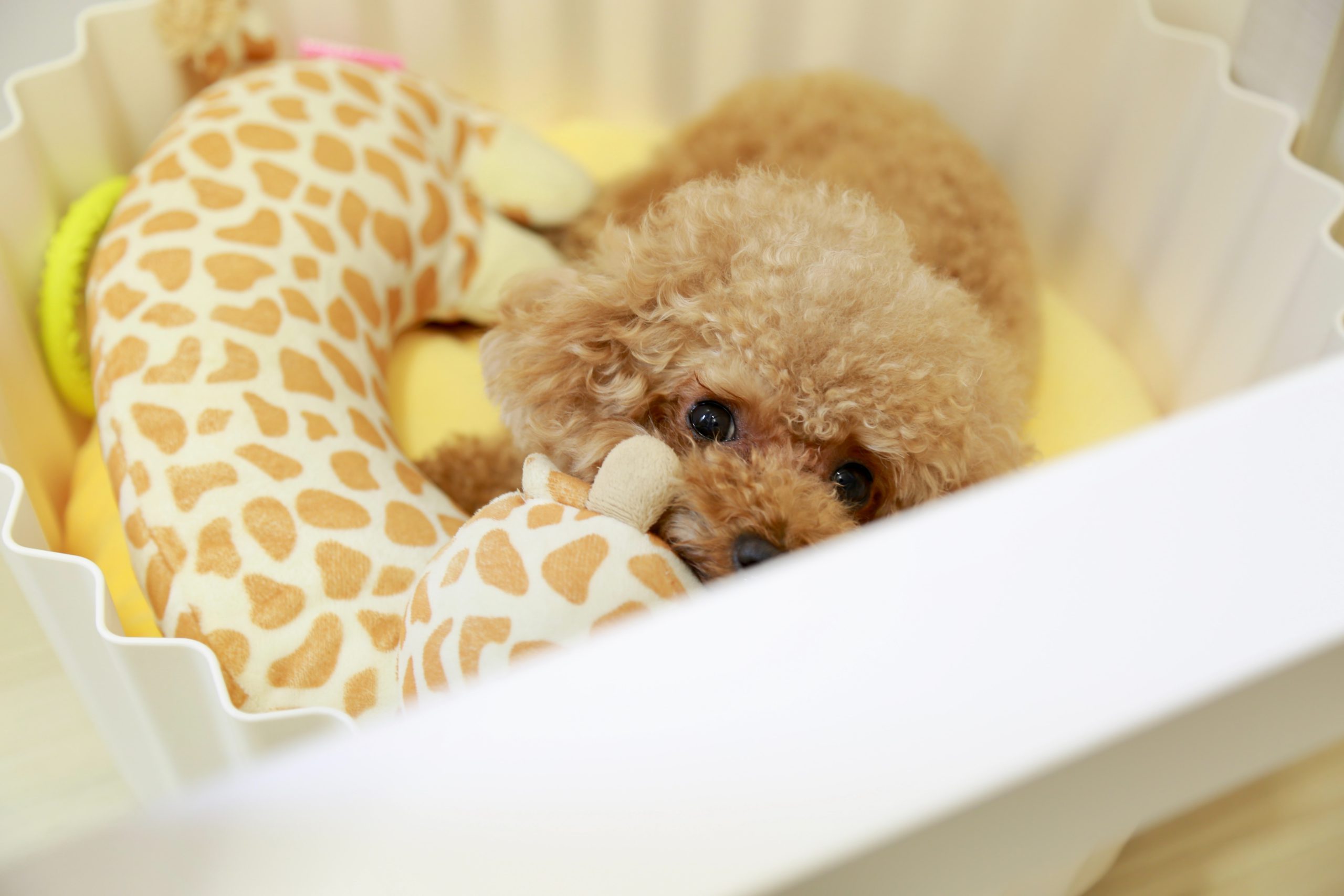 A puppy lying in a crib with a giraffe plushie