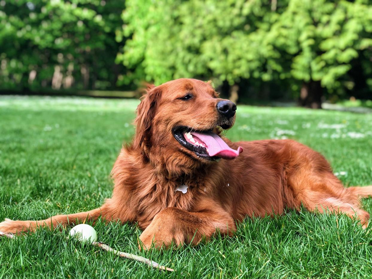 A dog lying in the dog park with a ball