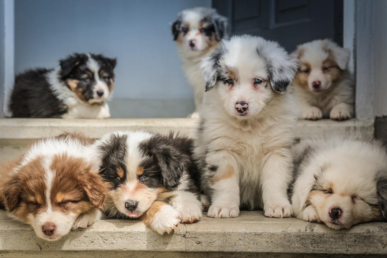 A litter of Australian Shepherd puppies on stairs