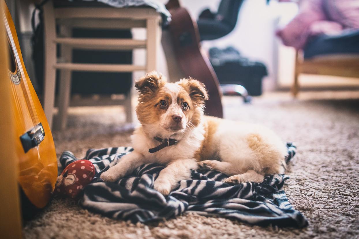 A newly adopted puppy lying down on the floor