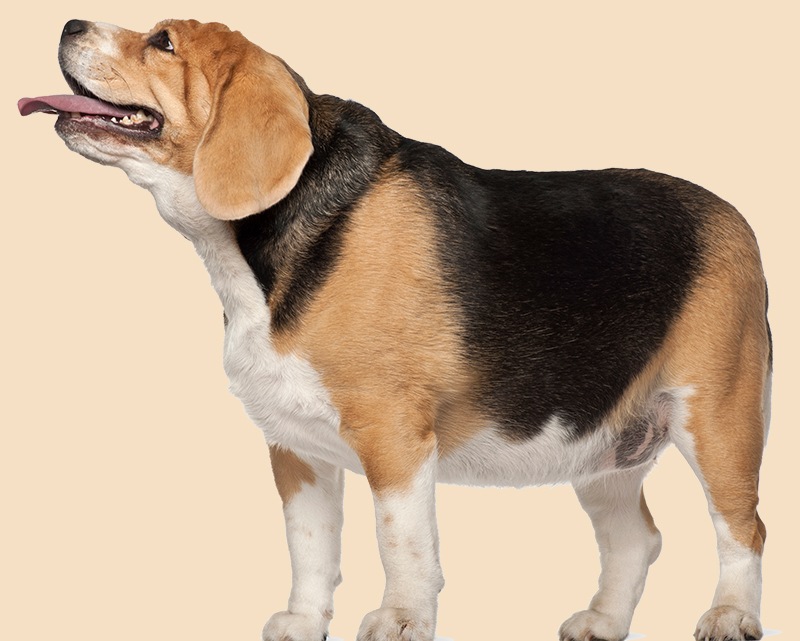 overweight dog diet plan