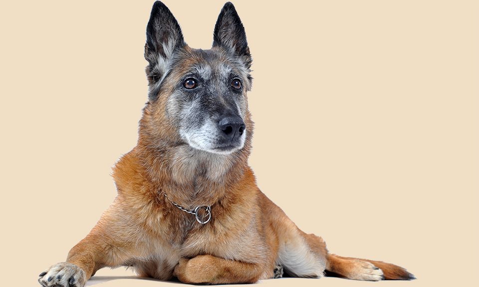 best senior dog food