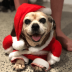Dog - Rhiana