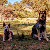 Australian Dogs