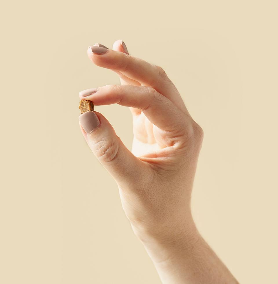 grain free dog food not good