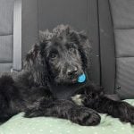Dog - Tegan, Rory's mum