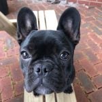 Dog - Krystal, Scout's Mum