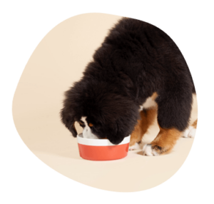 Puppy eating food