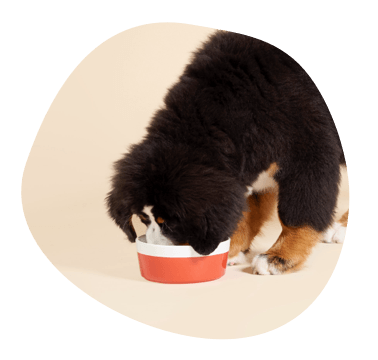 Puppy eating food