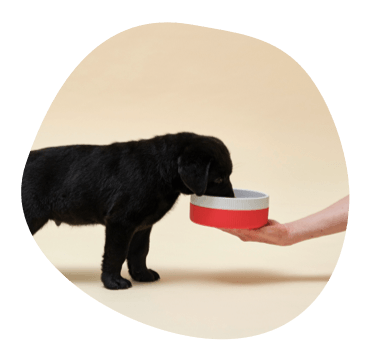 Puppy eating dry dog food from bowl