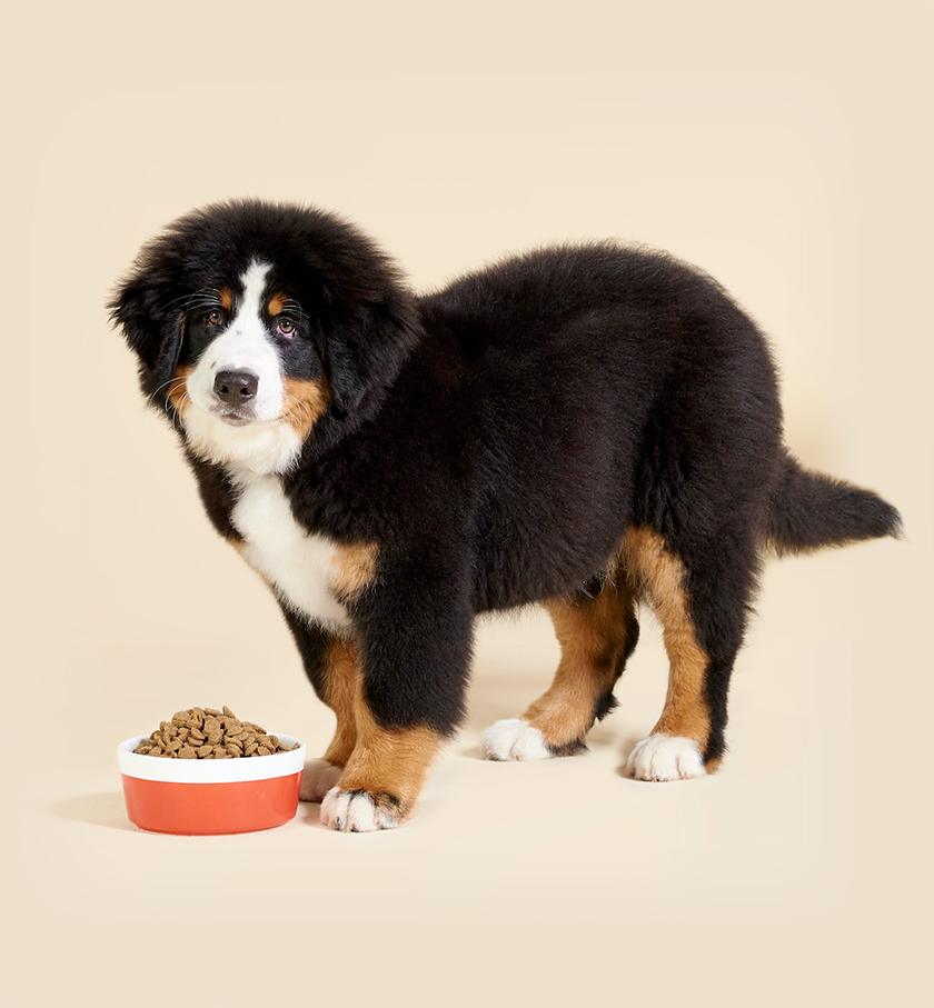 Large Bernese Mountain Dog standing by dog food bowl