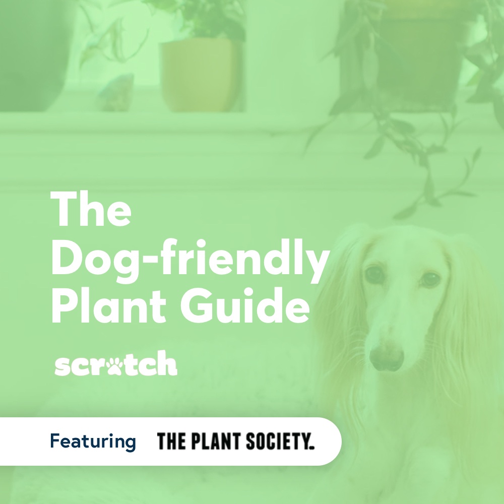 A free guide to help you make sure that your dogs and plants get along.