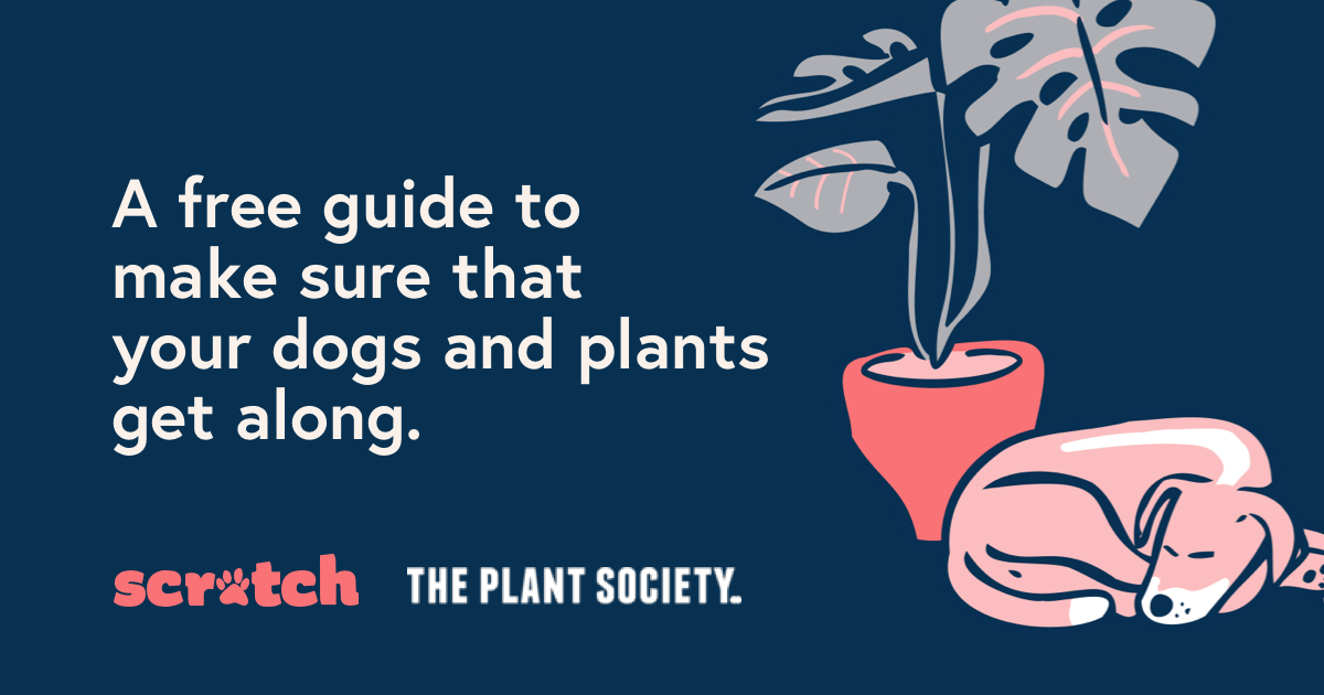 The Dogfriendly plant guide Scratch