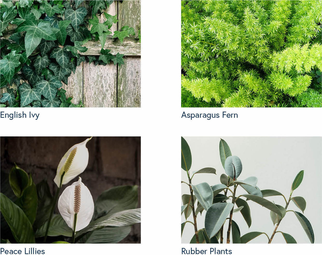 Plants that are harmful to dogs: english ivy, asparagus fern, peace lilies and rubber plants