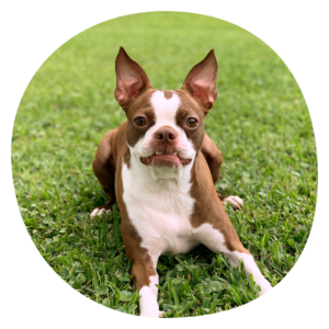 Dog with allergies