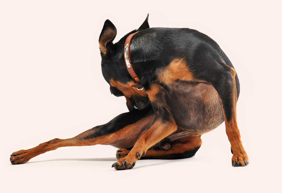Dog suddenly allergic to food outlet