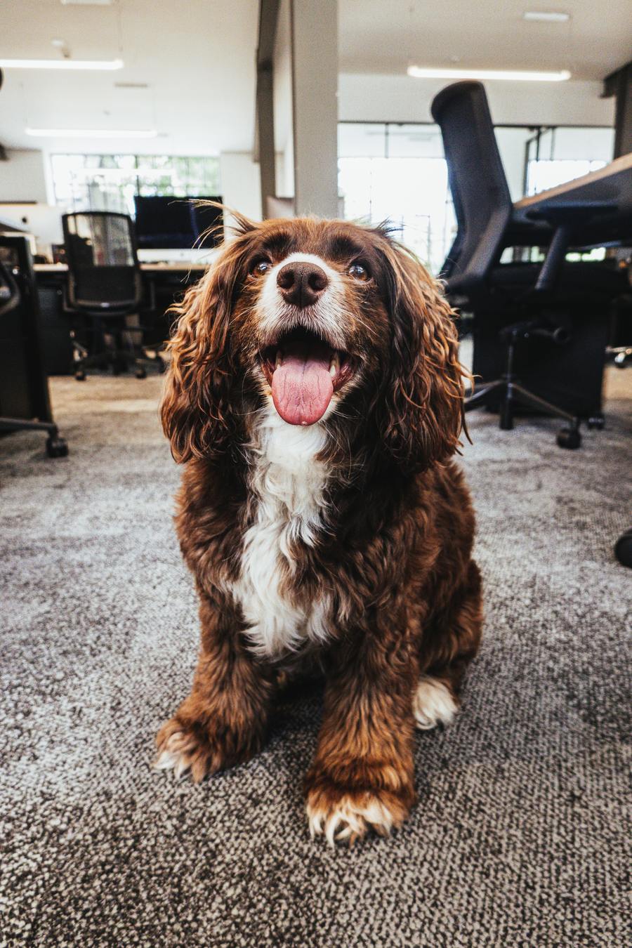 Dog in office hallway