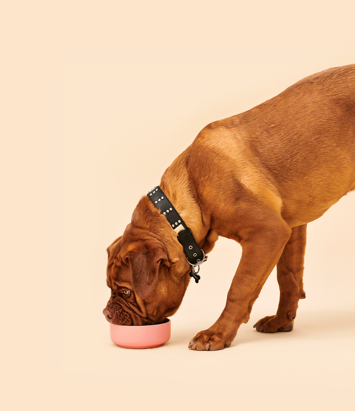 Large breed dog eating food