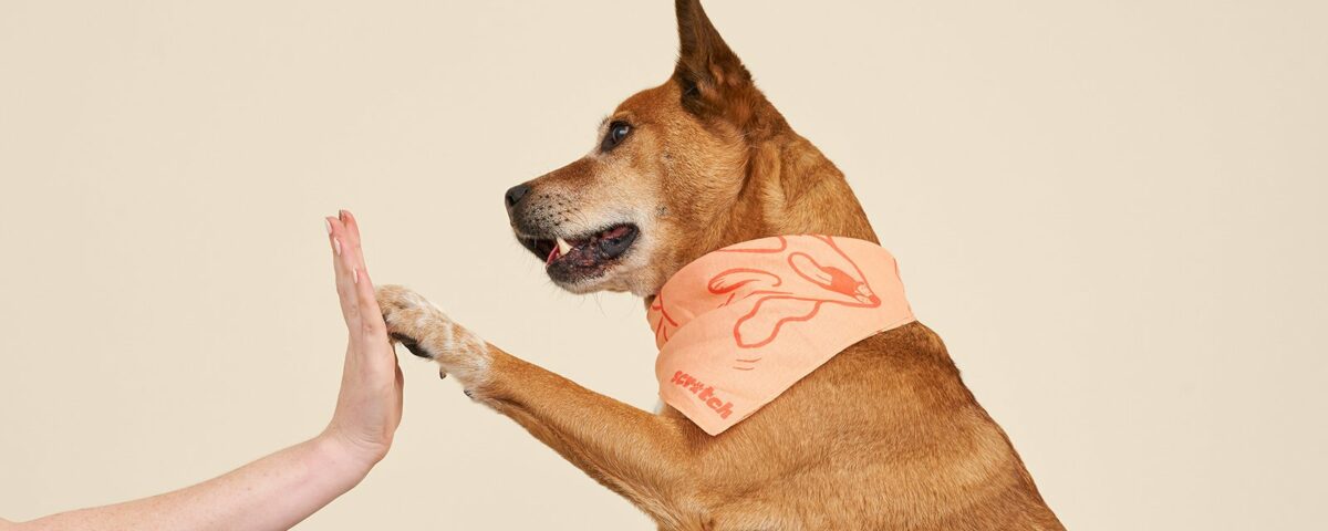 dog giving hi five