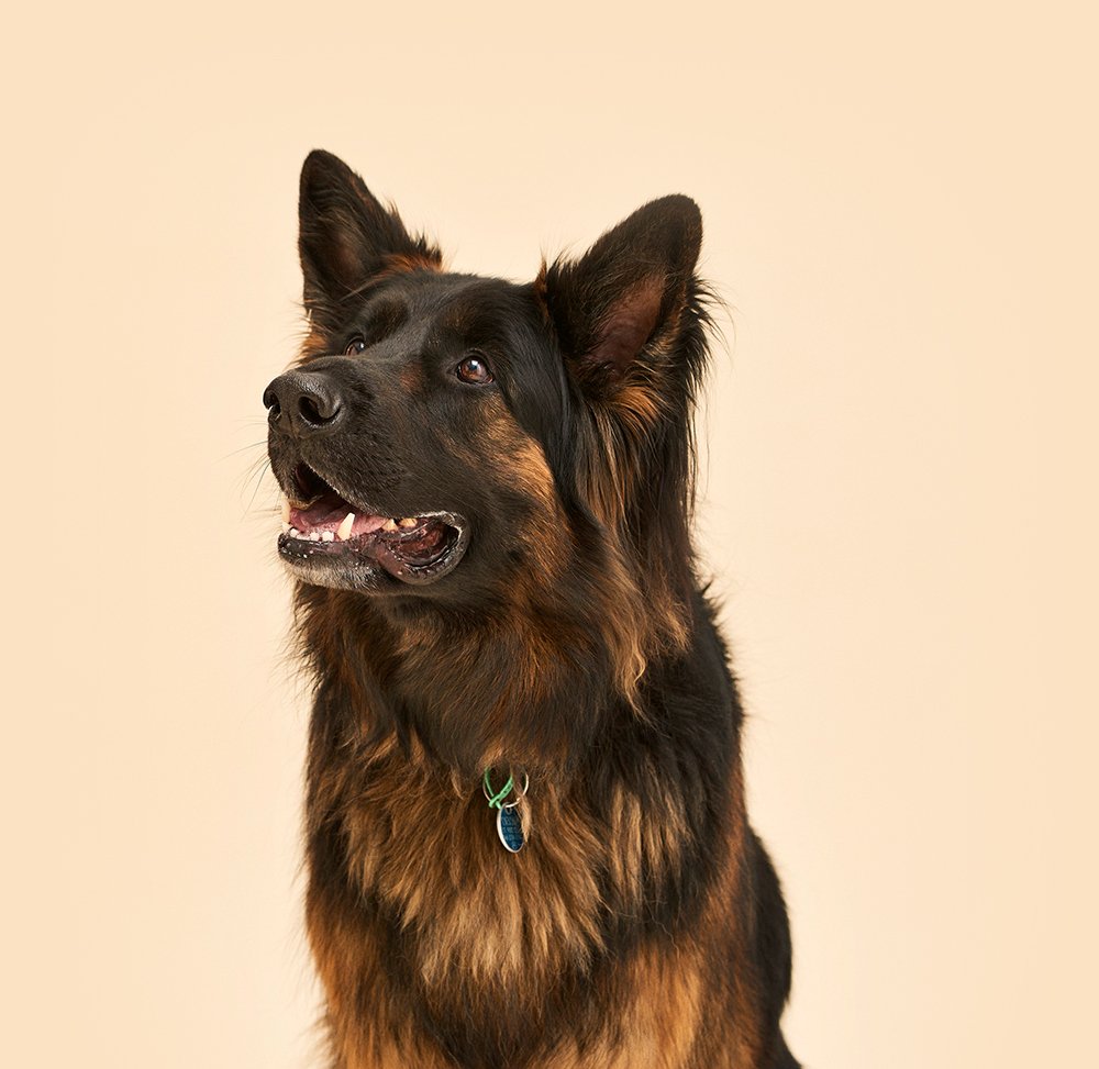 are german shepherd good pets