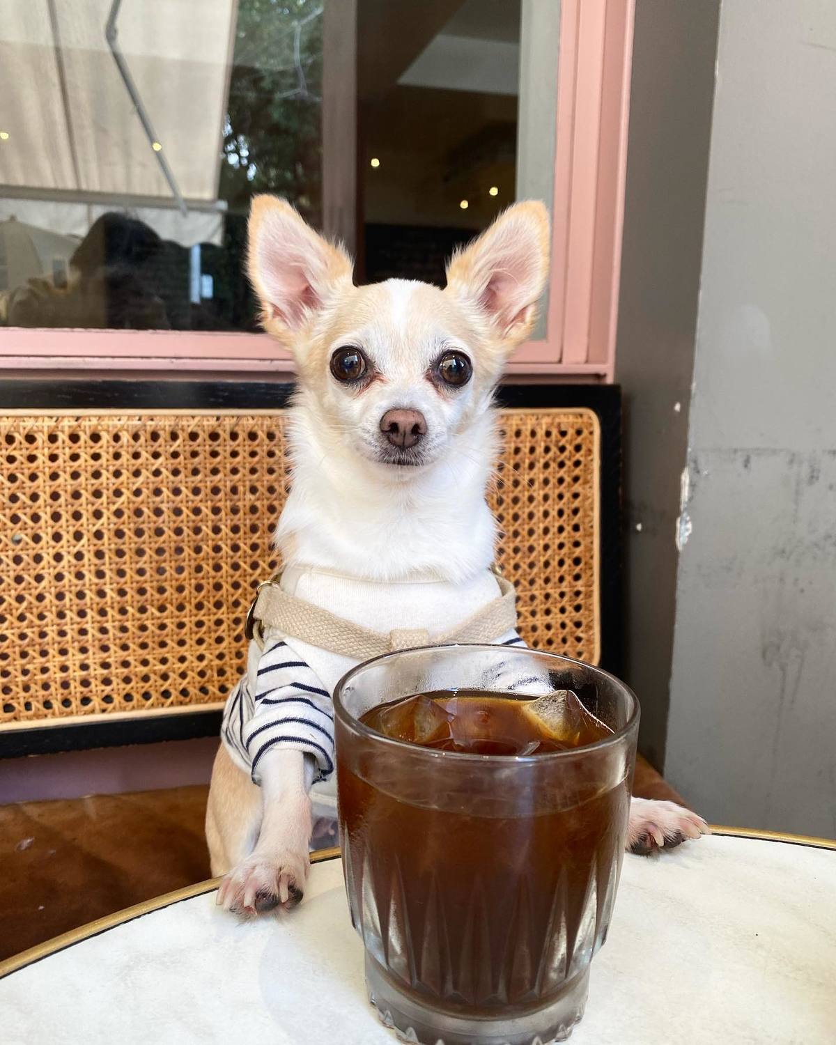 Chihuahua at cafe