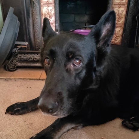 Black German Shepherd