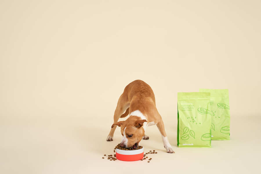 Adult dog eating