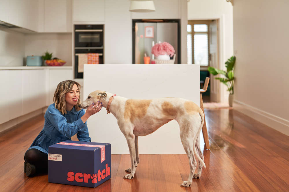 Greyhound with Scratch
