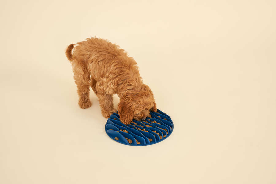 Puppy eating food
