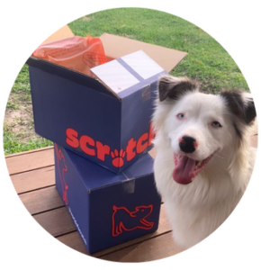Border Collie with dog food box