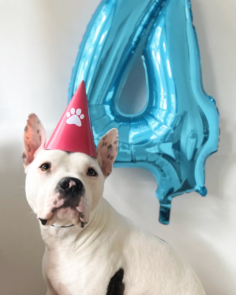 Dog in party hat